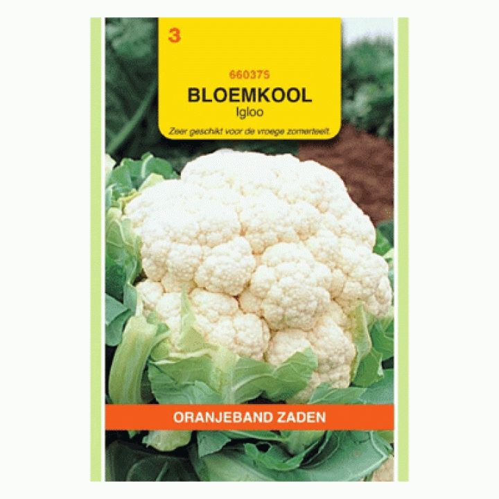 Oranjeband Bloemkool Igloo