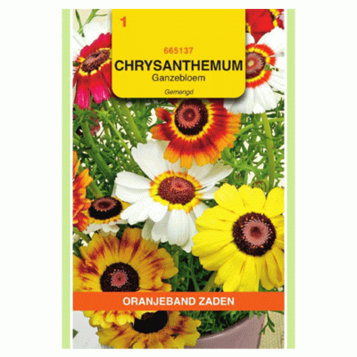 Oranjeband Chrysanthemum, Ganzenbloem gemengd
