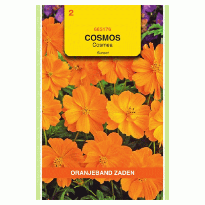Oranjeband Cosmos, Cosmea Sunset