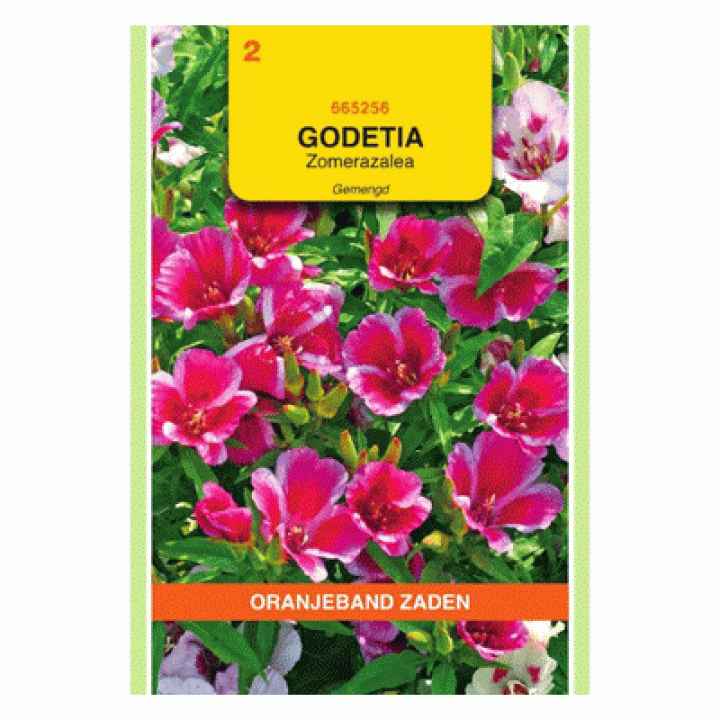 Oranjeband Godetia, zomerazalea gemengd