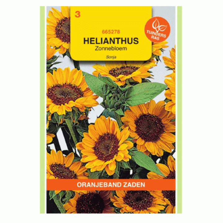 Oranjeband Helianthus, Zonnebloem Sonja