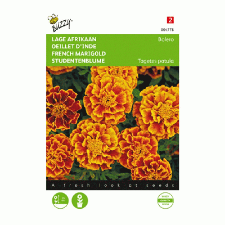 Buzzy® Tagetes, lage Afrikaan Bolero