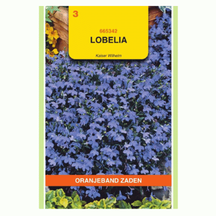 Oranjeband Lobelia Kaiser Wilhelm