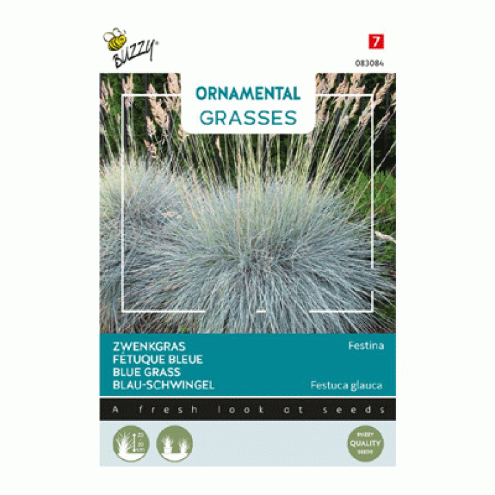 Buzzy® Ornamental Grasses, Zwenkgras 'Festina'
