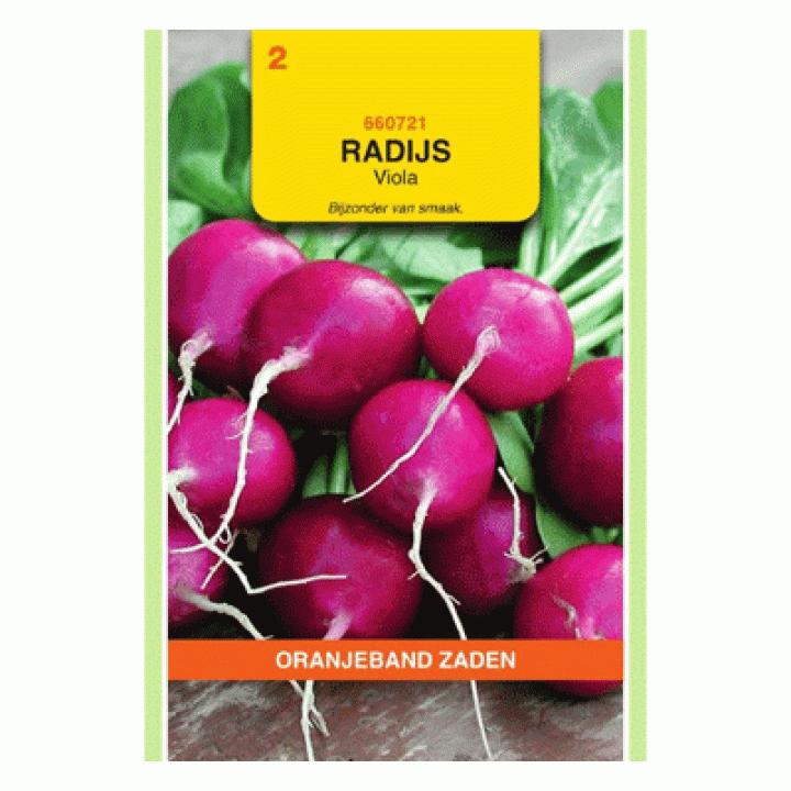 Oranjeband Radijs Viola paars