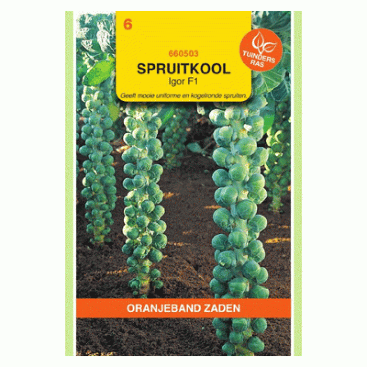 Oranjeband Spruitkool Igor F1