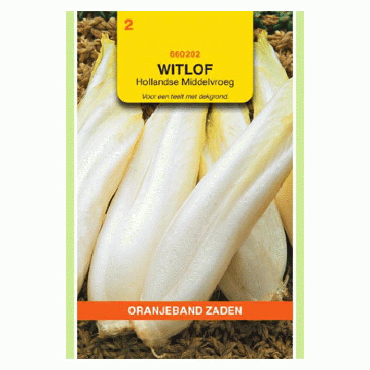 Oranjeband Witlof Hollandse Middelvroeg