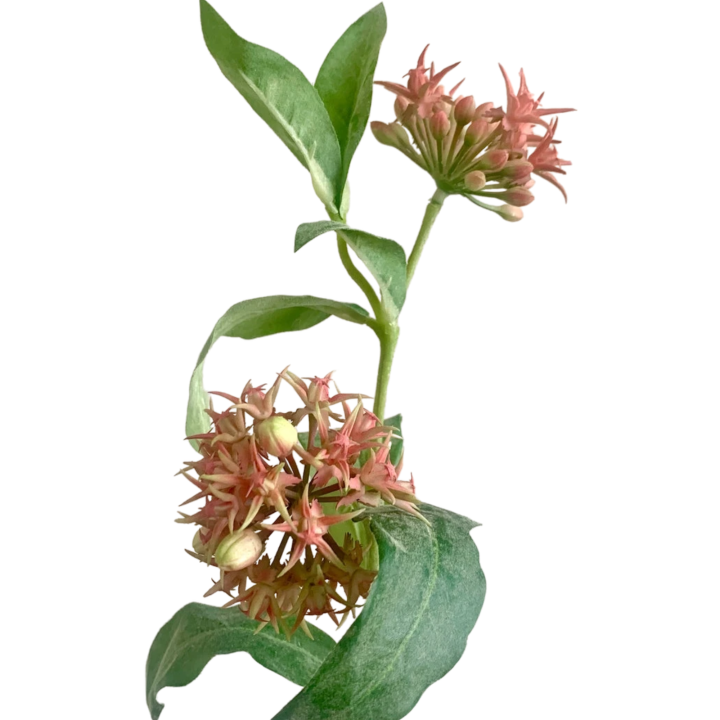 Kunstbloem Ascleia