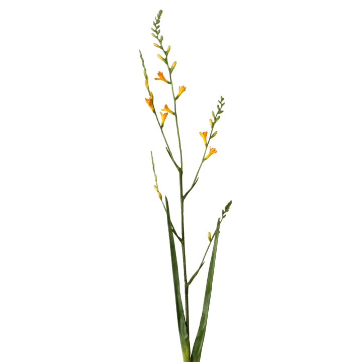 Zijden bloem Crocosmia geel