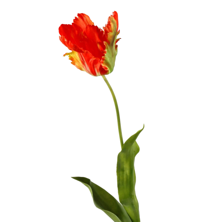Papegaai tulp rood lang 83cm