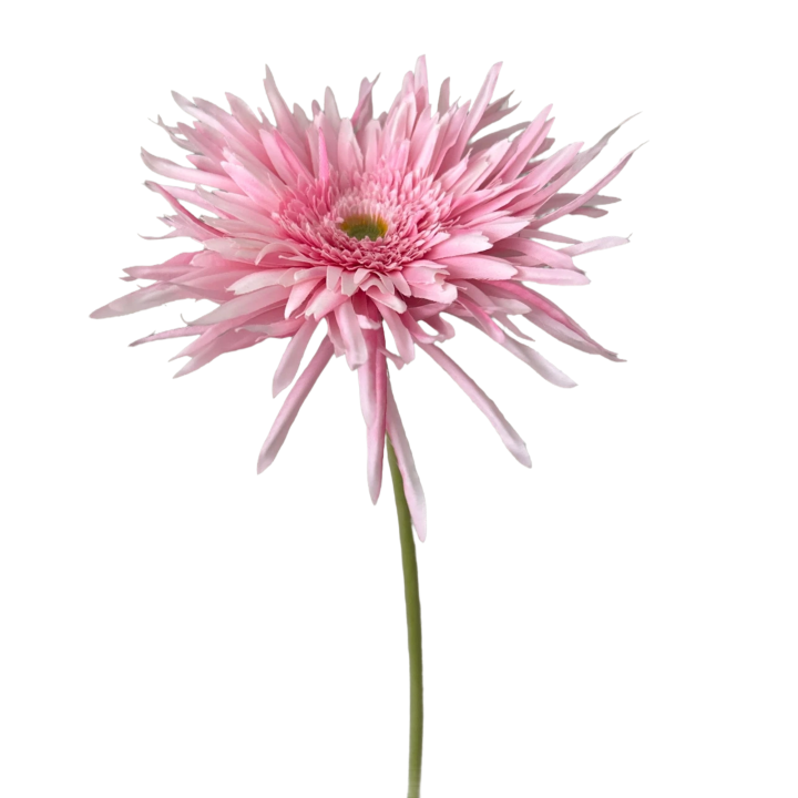 Zijden Bloem Spider gerbera
