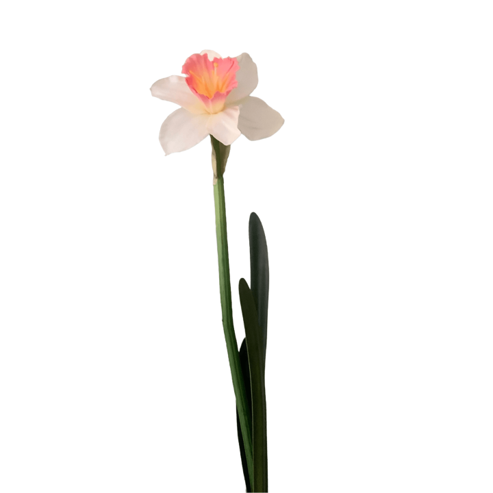 Zijden bloem  Narsis