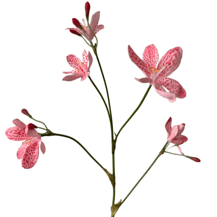 zijdebloem de Luipaardbloem