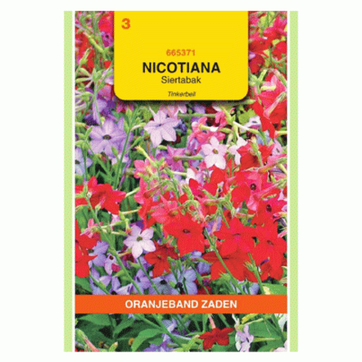 Oranjeband Nicotiana, Siertabak Tinkerbell gemengd