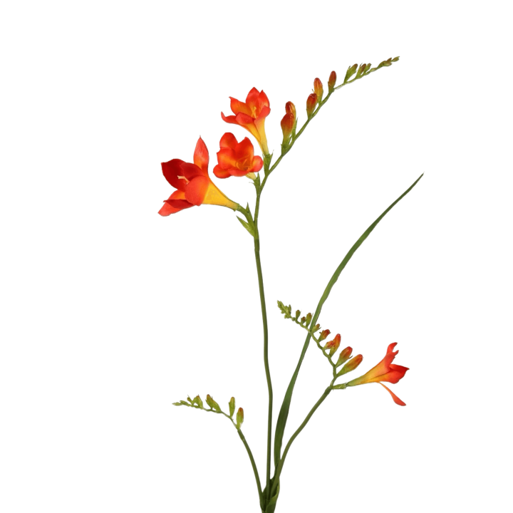 Zijden bloem Fresia