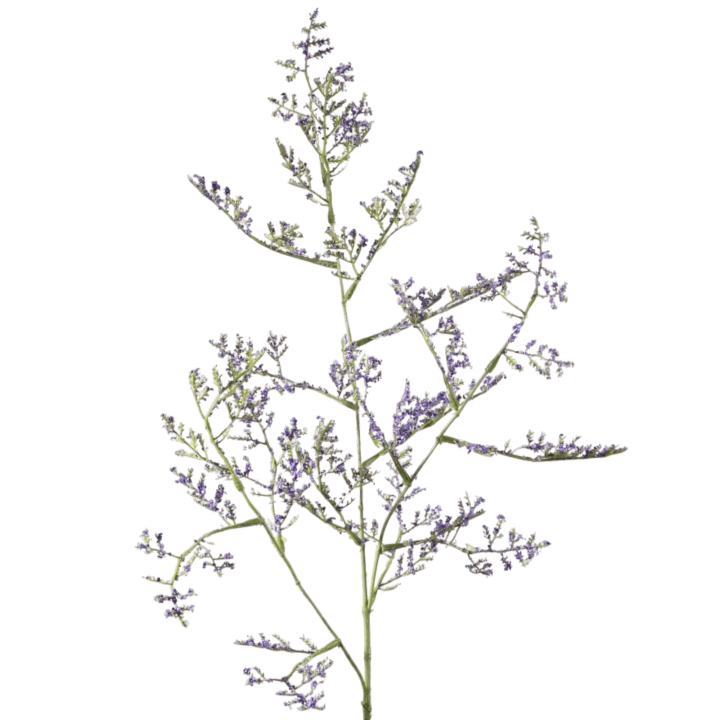 Limonium Tak – Paars