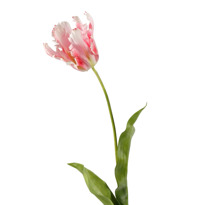 Papegaai tulp roze lang 83cm