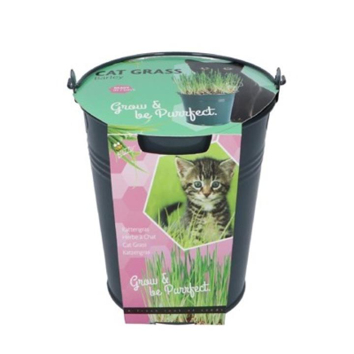 Buzzy Kattengras emmertje