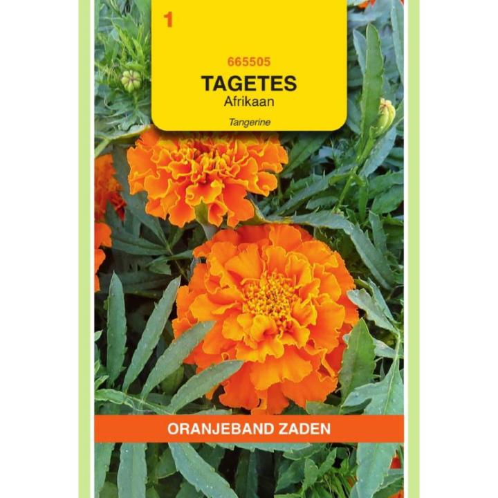 Oranjeband Tagetes Afrikaan Tangerine