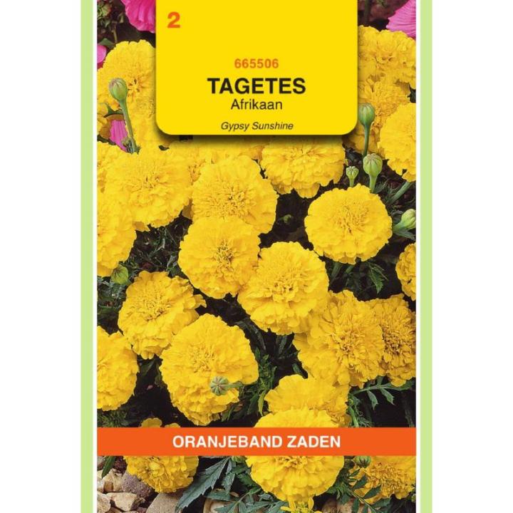 Oranjeband Tagetes, Afrikaan Gypsy Sunshine