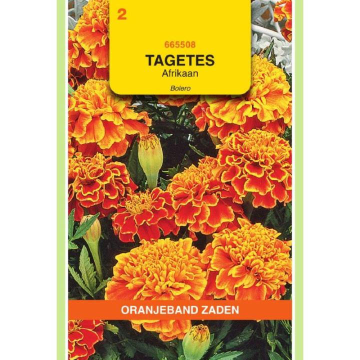 Oranjeband Tagetes, Afrikaan Bolero (vh Queen Sophia)