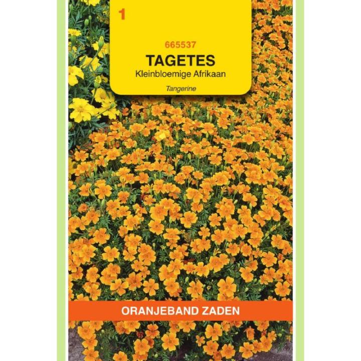 Oranjeband Tagetes, Afrikaan Pumila kleinbloemig, oranje