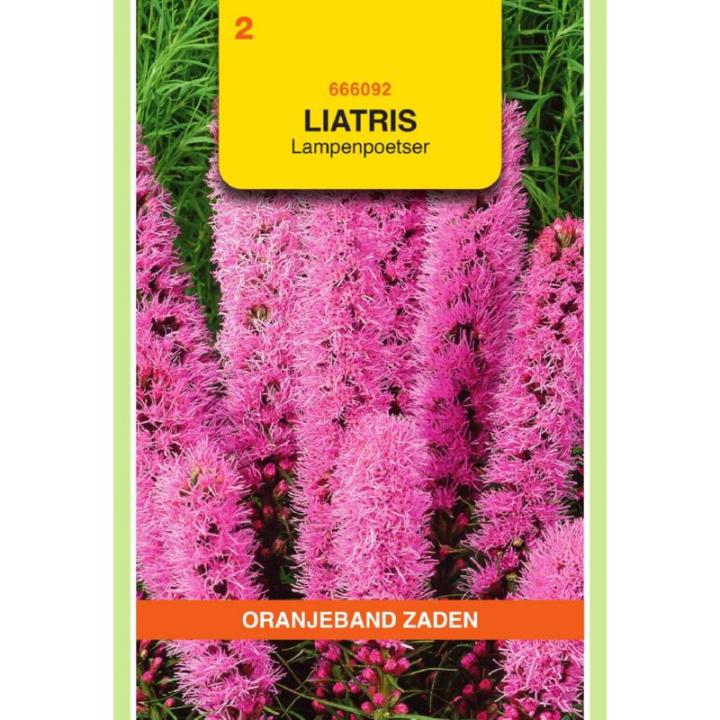 Oranjeband Liatris Lampenpoetser roze