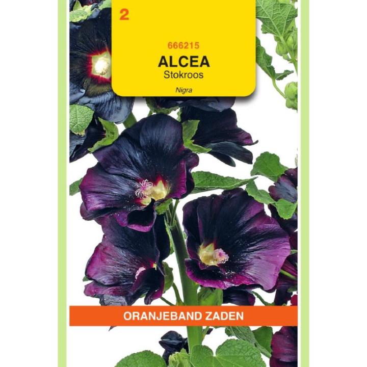 Oranjeband Althaea (Alcaea) Stokroos Nigra