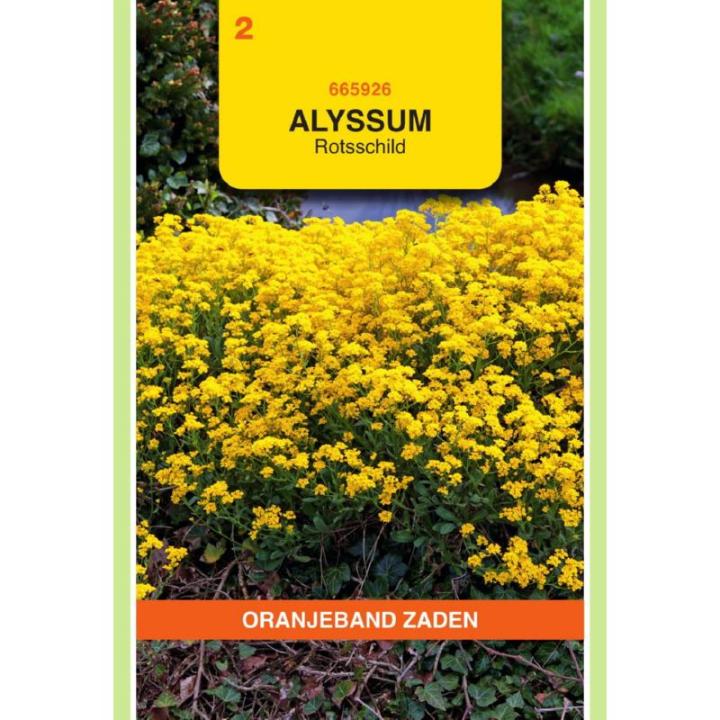 Oranjeband Alyssum, Rotsschild