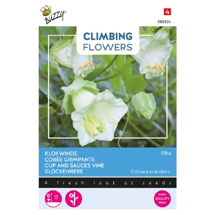 Buzzy Climbing Flowers Cobaea Alba Wit