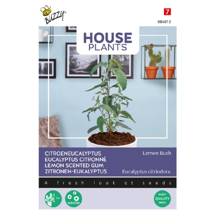 Buzzy House Plants Eucalypthus, Lemon Bush