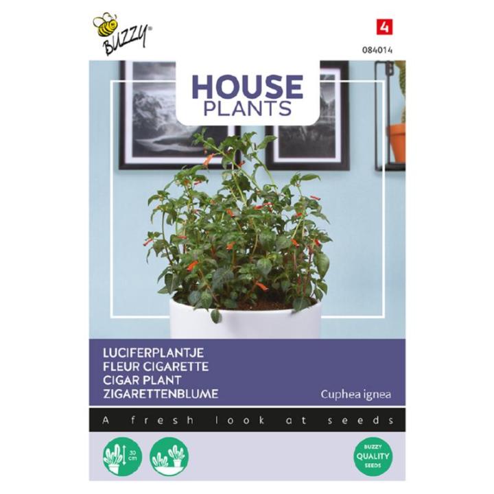 Buzzy House Plants Luciferplantje, Cuphea