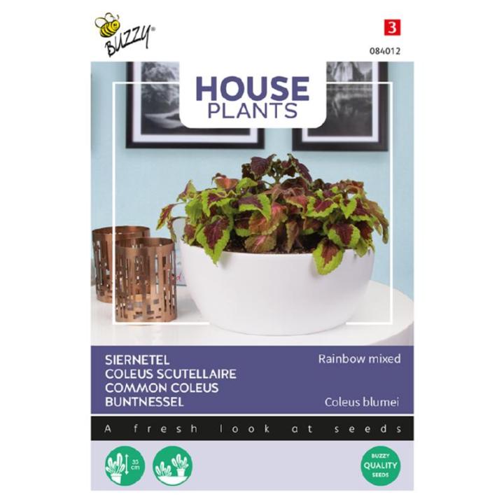 Buzzy House Plants Siernetel Rainbow mix, Coleus
