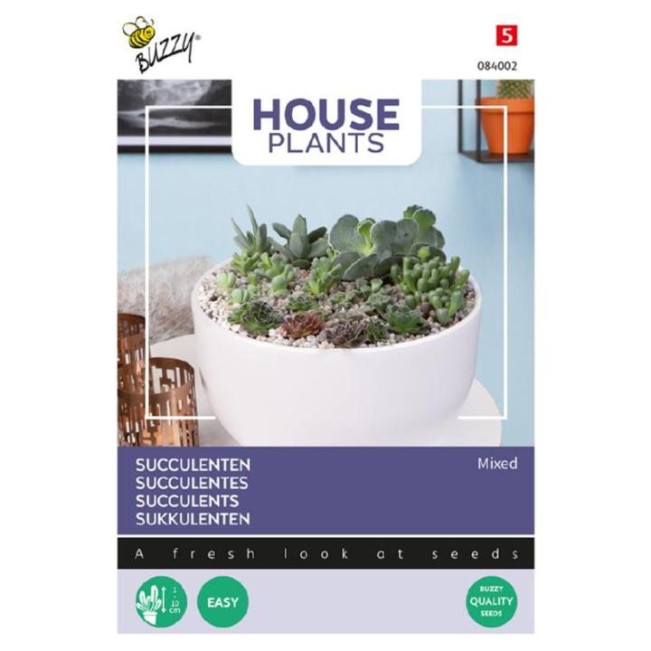 Buzzy House Plants Succulenten, vetplanten - gemengd