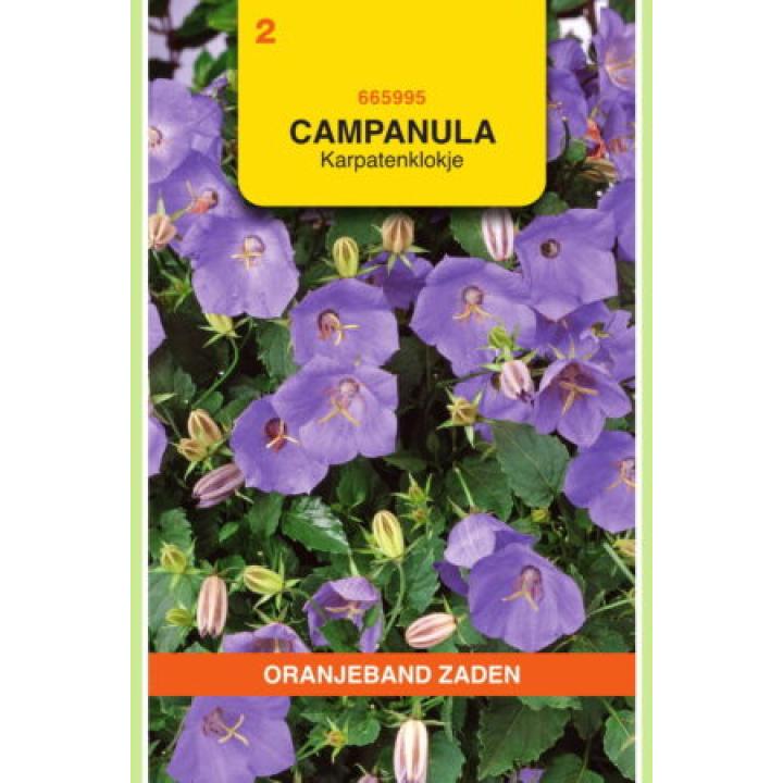 Oranjeband Campanula, Karpatenklokje