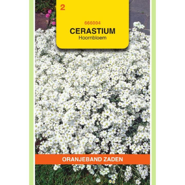 Oranjeband Cerastium, Hoornbloem, wit