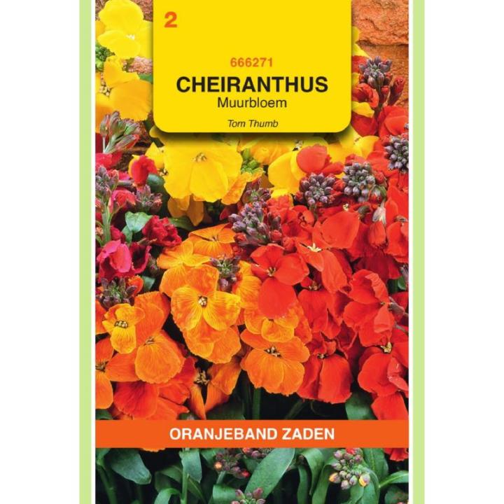 Oranjeband Cheiranthus, Muurbloem Tom Thumb gemengd