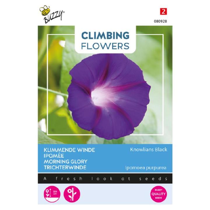 Buzzy® Climbing Flowers, Klimmende winde, Knowlians Black