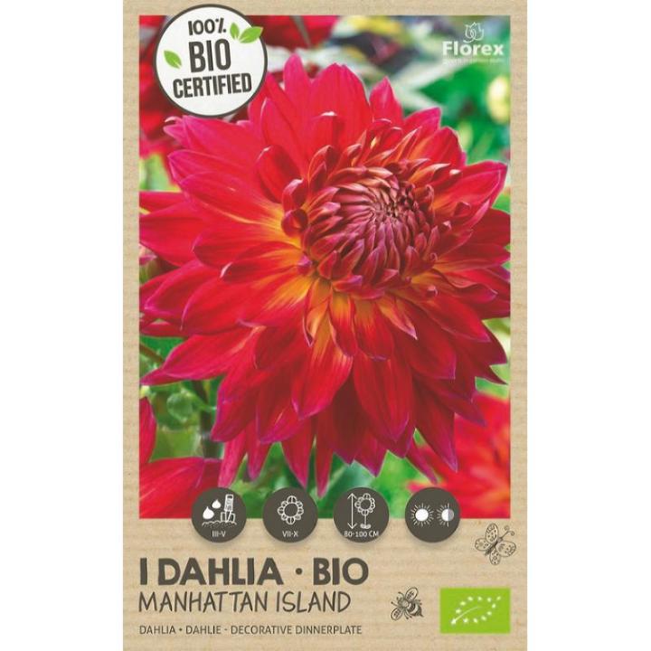 Florex Bio Dahlia Manhattan Island XXL 1st.