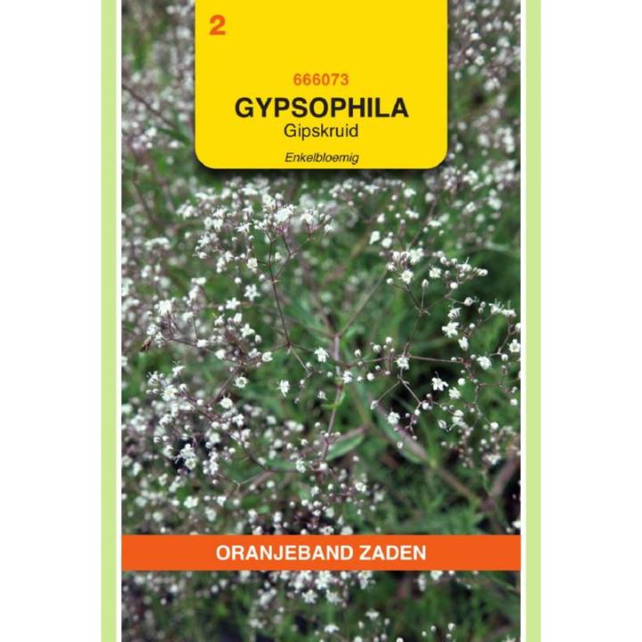 Oranjeband Gypsophila, Gipskruid enkelbloemig wit