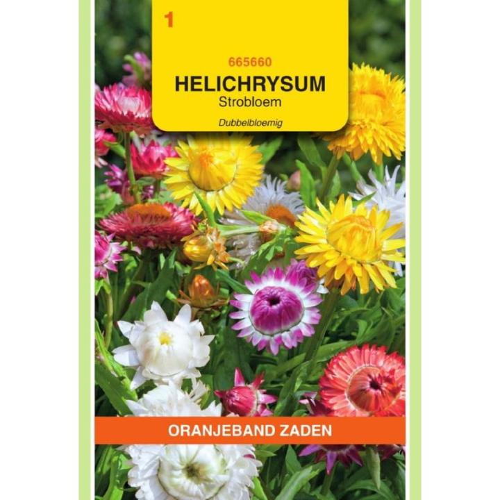 Oranjeband Helichrysum, Strobloem dubbelbloemig gemengd