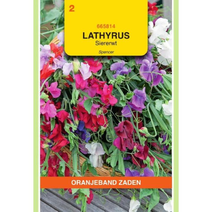 Oranjeband Lathyrus, Reuk- of siererwt Spencer gemengd