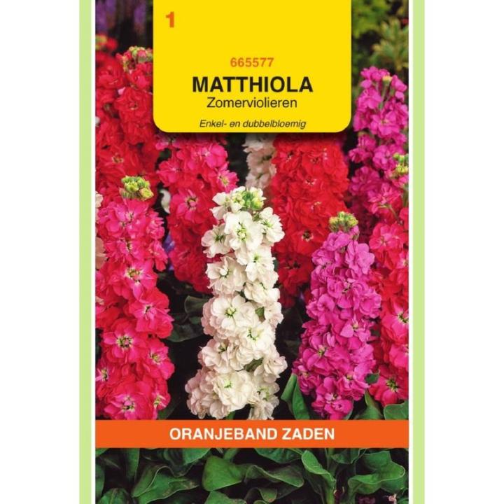 Oranjeband Matthiola, Zomerviolieren enkel- en dubbelbloemig