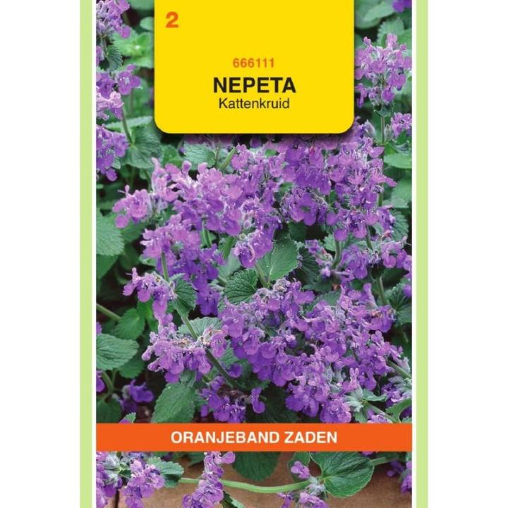 Oranjeband Nepeta, Kattenkruid