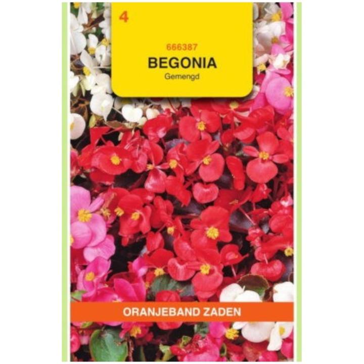 Oranjeband Begonia, semperflorens gemengd