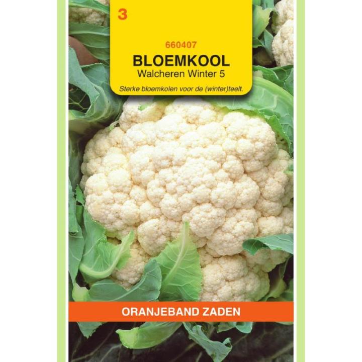 Oranjeband Bloemkool Walcheren Winter 5