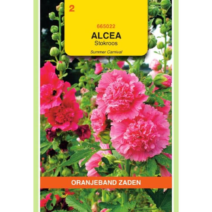 Oranjeband Althaea (Alcea) Stokroos Summer Carnaval