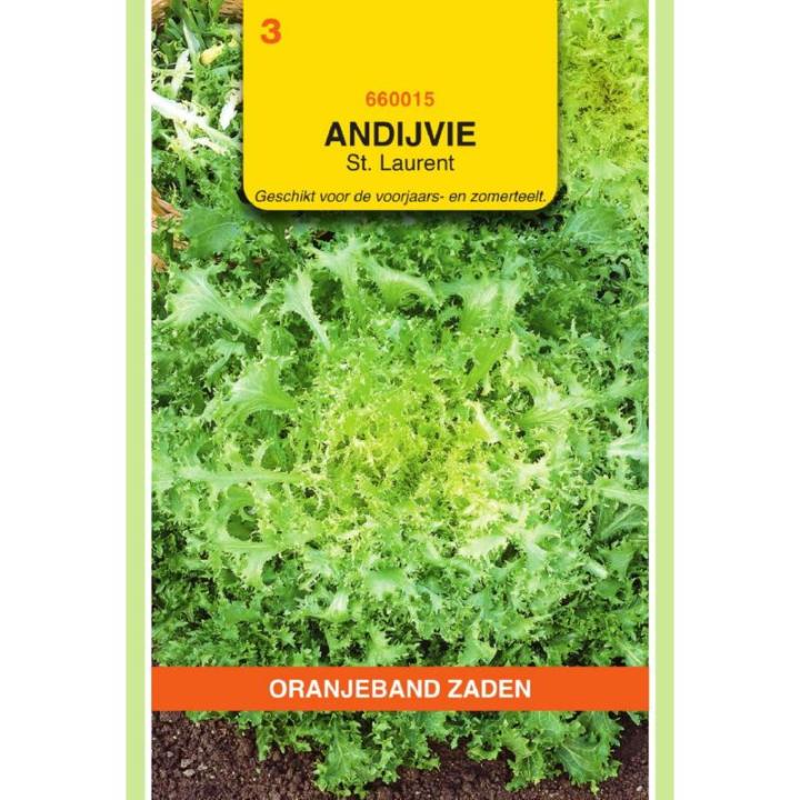 Oranjeband Andijvie St. Laurent