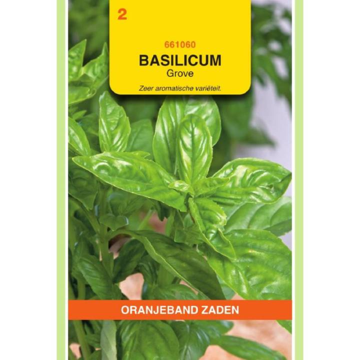 Oranjeband Basilicum Grove
