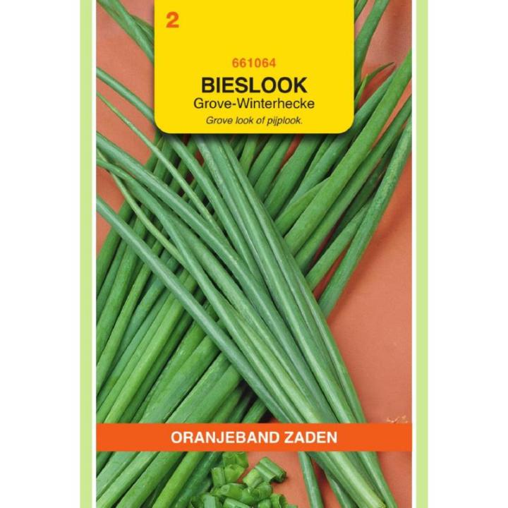 Oranjeband Bieslook Grove - Winterhecke